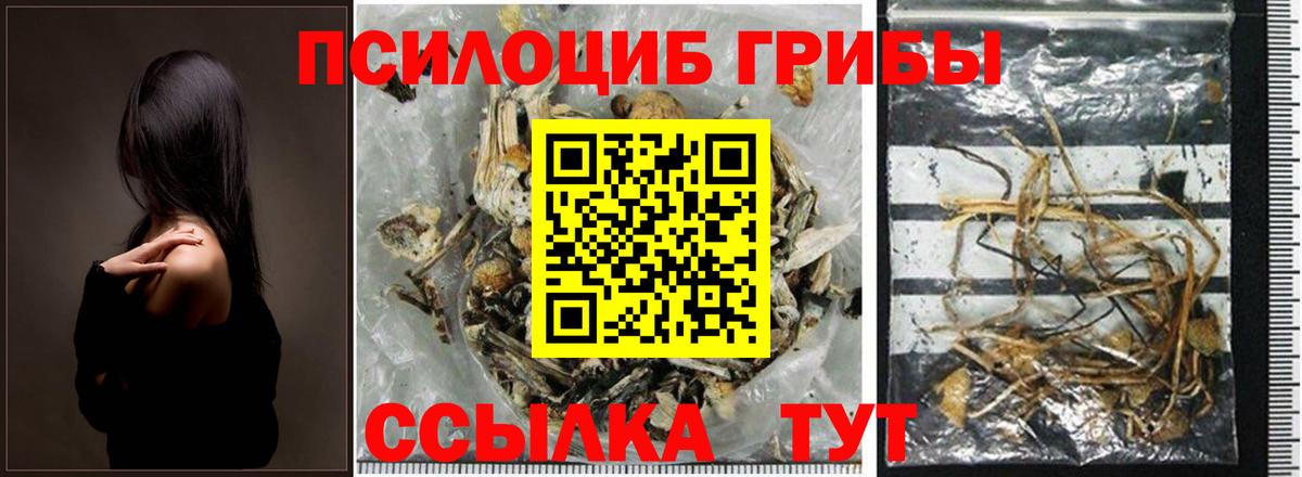 Псилоцибиновые грибы Cubensis Урай